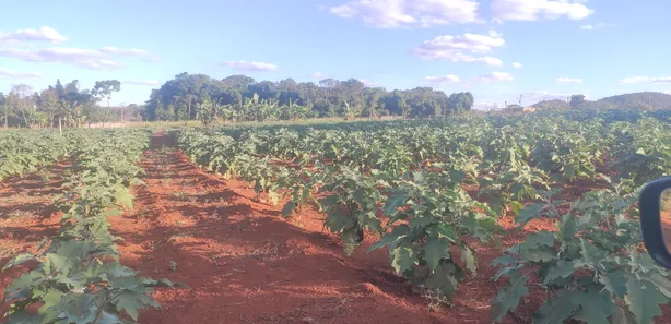 Fazenda / Sítio / Chácara com 3 Quartos à venda, 50300m² no , Brasília