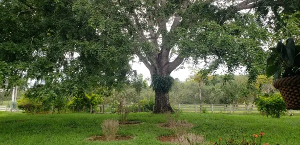 Fazenda / Sítio / Chácara à venda, 690m² no , Padre Bernardo