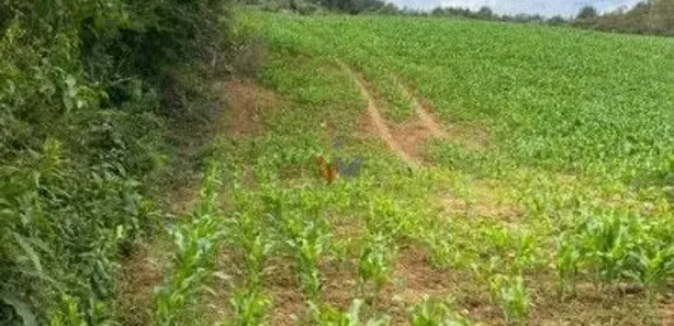 Fazenda / Sítio / Chácara com 1 Quarto à venda, 94682m² no , Tijucas do Sul