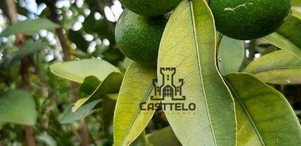 Fazenda / Sítio / Chácara com 2 Quartos à venda, 100m² no Assaí, Assaí