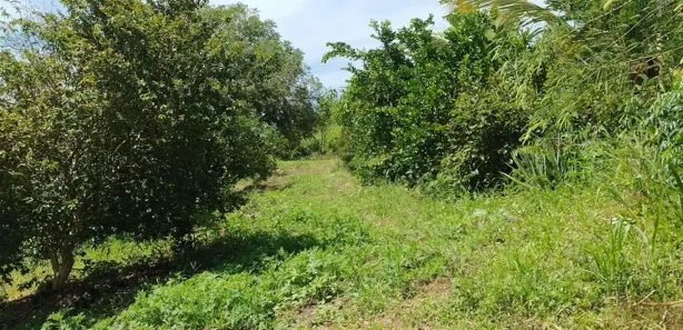 Fazenda / Sítio / Chácara com 1 Quarto à venda, 5000m² no condomínio chácaras Itaúna, Ibiporã