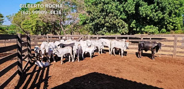 Fazenda / Sítio / Chácara à venda, 17900000m² no , Rio Sono