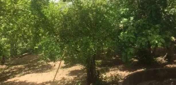 Fazenda / Sítio / Chácara com 4 Quartos à venda, 120000m² no , Aliança