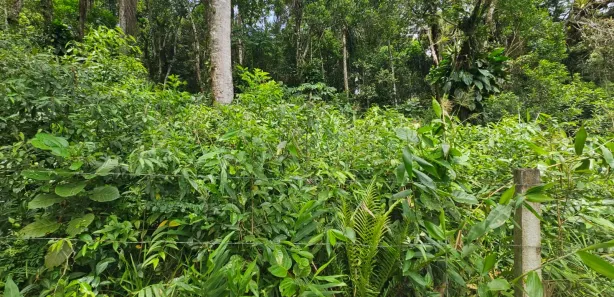 Terreno / Lote / Condomínio à venda, 2400m² no Antonina, Antonina