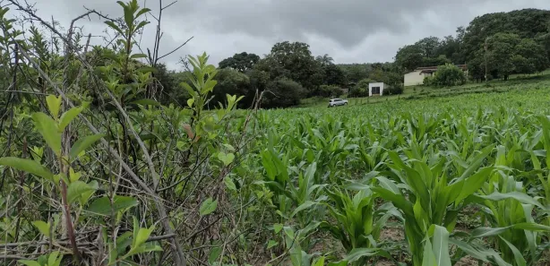 Terreno / Lote / Condomínio à venda, 20000m² no Zona Rural, Fortuna de Minas
