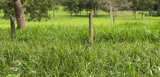 Fazenda / Sítio / Chácara com 1 Quarto à venda, 190000000m² no Bezerra, Formosa