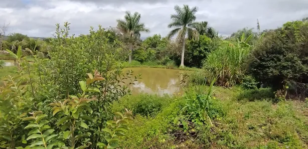 Fazenda / Sítio / Chácara com 4 Quartos à venda, 20000m² no Ponte Alta Norte, Brasília