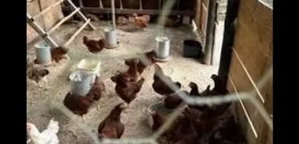 Fazenda / Sítio / Chácara com 4 Quartos à venda, 60000m² no Tinguá, Nova Iguaçu