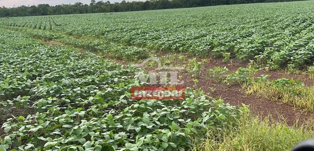 Fazenda / Sítio / Chácara à venda, 2444m² no , Santa Maria do Tocantins