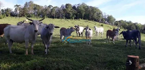 Fazenda / Sítio / Chácara à venda, 242000m² no , Guaraniaçu