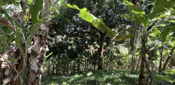 Fazenda / Sítio / Chácara com 2 Quartos à venda, 150m² no , Pacoti