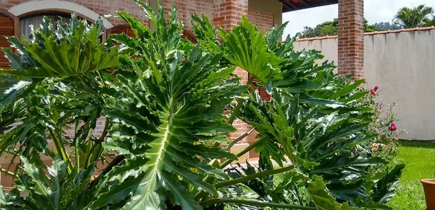 Fazenda / Sítio / Chácara com 3 Quartos à venda, 725m² no , Pirapora do Bom Jesus
