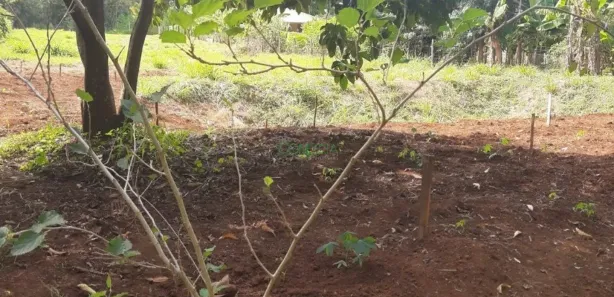 Fazenda / Sítio / Chácara à venda, 2500m² no , Ibiporã