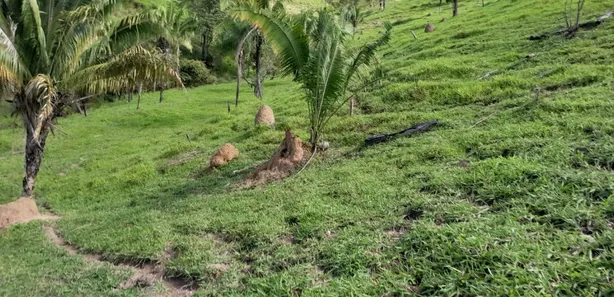 Fazenda / Sítio / Chácara com 3 Quartos à venda, 2565000m² no , Padre Bernardo