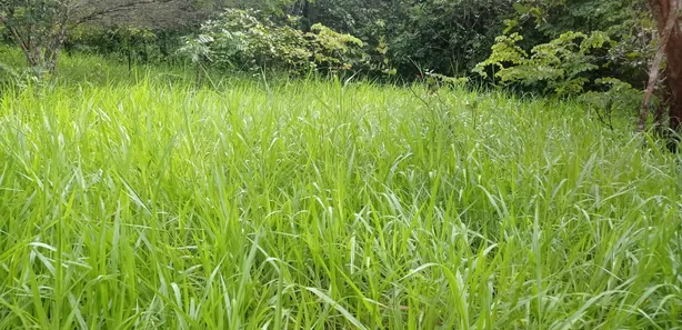 Fazenda / Sítio / Chácara à venda, 233m² no Centro, Rio Sono