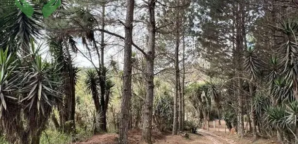 Terreno / Lote / Condomínio à venda, 18455m² no Taboleiro Verde, Cotia