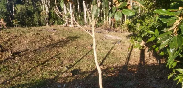 Terreno / Lote / Condomínio à venda, 1700m² no Rio Miguel, Águas Mornas