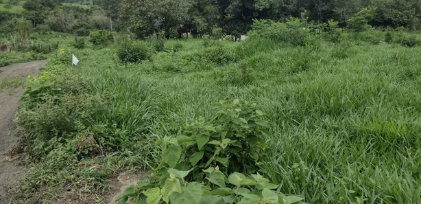 Terreno / Lote Comercial à venda, 20000m² no Zona Rural, Fortuna de Minas