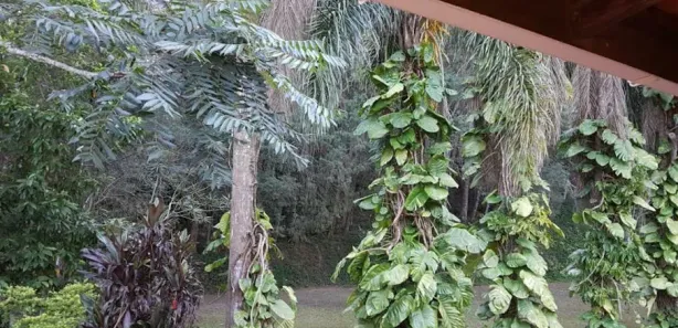 Fazenda / Sítio / Chácara com 5 Quartos à venda, 5000m² no Centro, São Lourenço da Serra