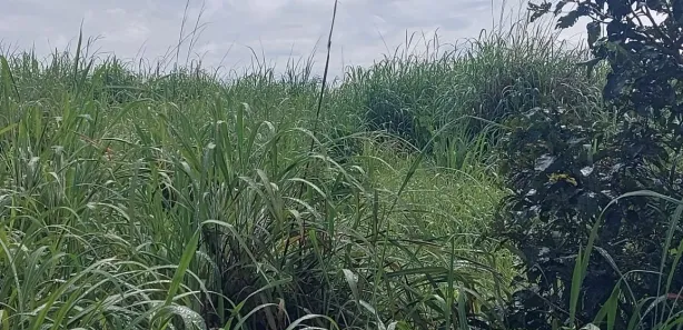 Fazenda / Sítio / Chácara à venda, 1m² no , Paranã