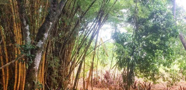 Fazenda / Sítio / Chácara à venda, 24975m² no Parque Xerém, Duque de Caxias