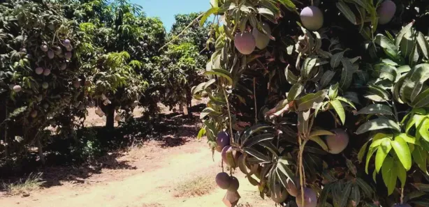 Fazenda / Sítio / Chácara à venda, 22000000m² no Centro, Petrolina