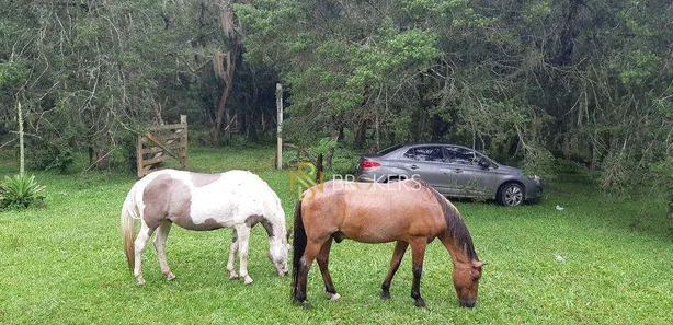 Fazenda / Sítio / Chácara à venda, 43700m² no Estação, Araucária