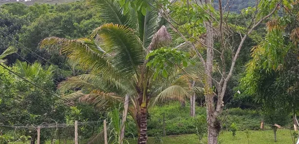 Fazenda / Sítio / Chácara com 3 Quartos à venda, 16945m² no Sampaio Correia (Sampaio Correia), Saquarema
