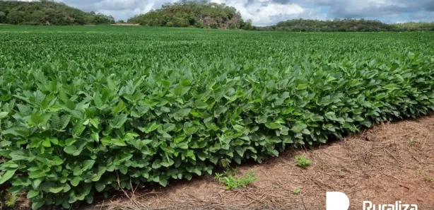 Fazenda / Sítio / Chácara à venda, 1621m² no , Santa Maria do Tocantins