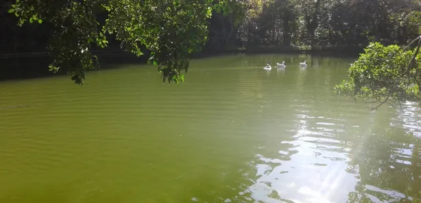 Fazenda / Sítio / Chácara com 8 Quartos à venda, 14000m² no Mosela, Petrópolis