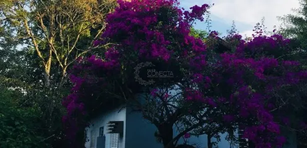 Fazenda / Sítio / Chácara com 3 Quartos à venda, 220m² no Recanto dos Pinheiros, Cambé