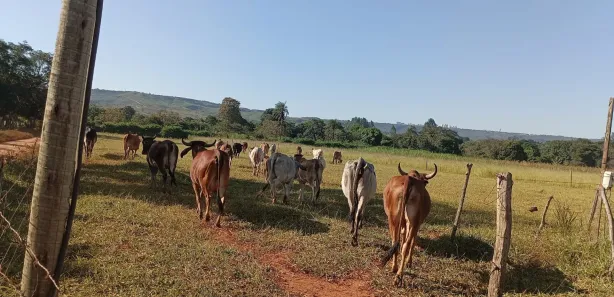 Fazenda / Sítio / Chácara à venda, 20000m² no Jardim Lago Azul, Novo Gama