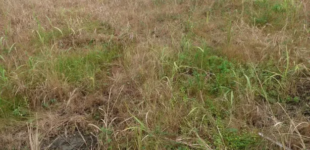 Terreno / Lote / Condomínio à venda, 800m² no Centro, Cubatão