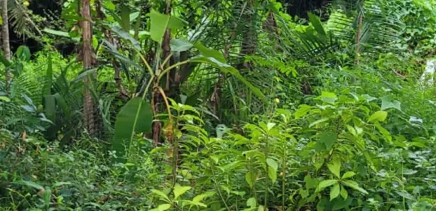 Fazenda / Sítio / Chácara com 3 Quartos à venda, 100m² no , Itapecuru Mirim