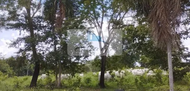 Fazenda / Sítio / Chácara à venda, 6m² no , Divinópolis do Tocantins
