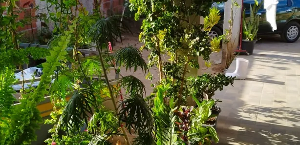 Casa de Condomínio com 2 Quartos à venda, 200m² no Ponte Alta Norte, Brasília