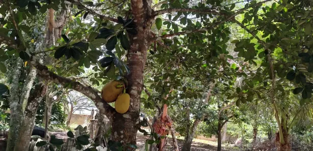 Fazenda / Sítio / Chácara com 3 Quartos à venda, 7000m² no , Satuba