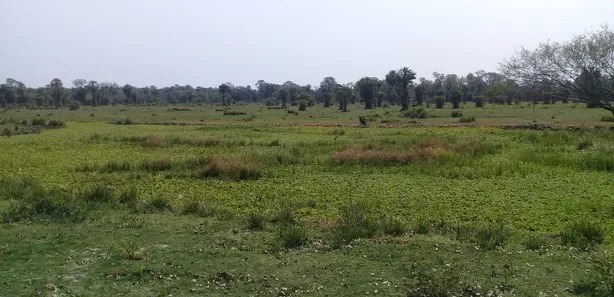 Fazenda / Sítio / Chácara com 3 Quartos à venda, 31000000m² no , Porto Murtinho