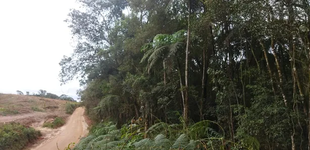 Fazenda / Sítio / Chácara com 1 Quarto à venda, 20000m² no , Campo Largo
