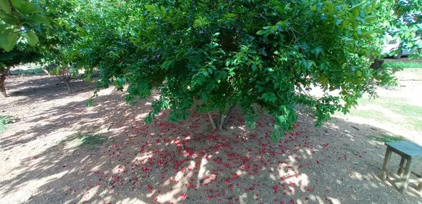 Fazenda / Sítio / Chácara à venda, 300000m² no Centro, Formosa
