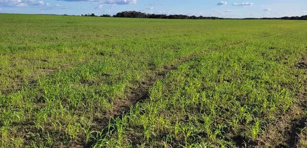Fazenda / Sítio / Chácara à venda, 98m² no Pedro Afonso, Pedro Afonso