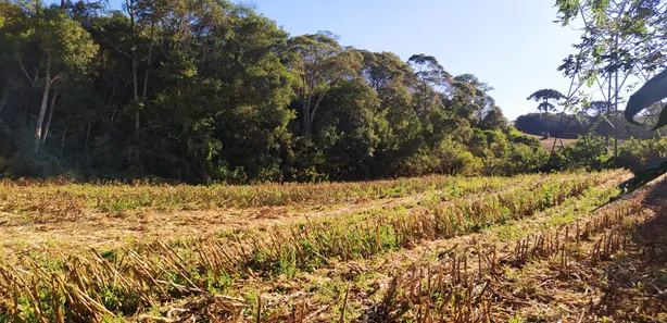 Fazenda / Sítio / Chácara à venda, 12700m² no Restinga Seca, Almirante Tamandaré