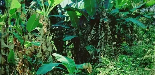 Fazenda / Sítio / Chácara com 1 Quarto à venda, 6000m² no Pitangas, Tanguá