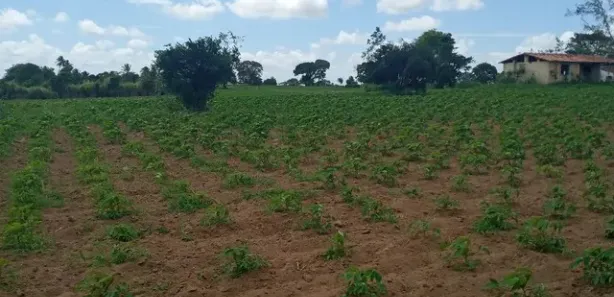 Fazenda / Sítio / Chácara com 3 Quartos à venda, 6000m² no , Vera Cruz