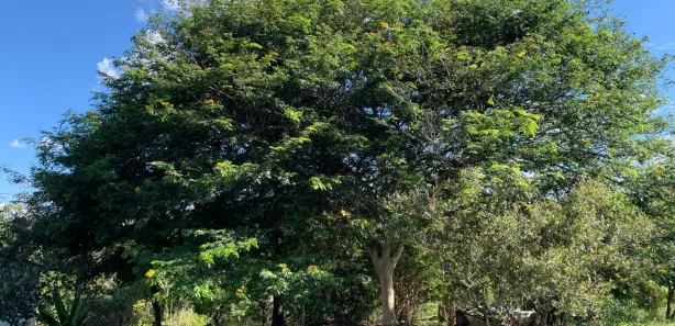 Fazenda / Sítio / Chácara com 3 Quartos à venda, 22000m² no , Santa Luzia