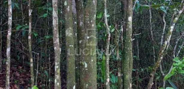 Fazenda / Sítio / Chácara à venda, 55000m² no Alpes Suiços, Gravatá