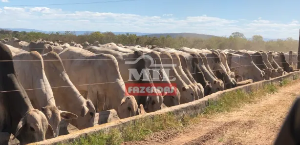 Fazenda / Sítio / Chácara à venda, 500m² no Centro, Formosa