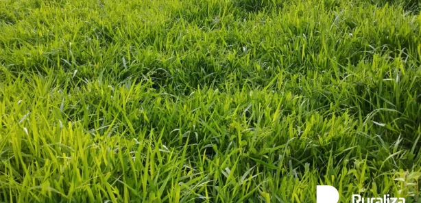 Fazenda / Sítio / Chácara à venda, 193m² no , Rio Sono