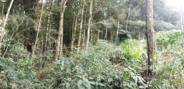 Fazenda / Sítio / Chácara com 1 Quarto à venda, 20000m² no , Campo Largo