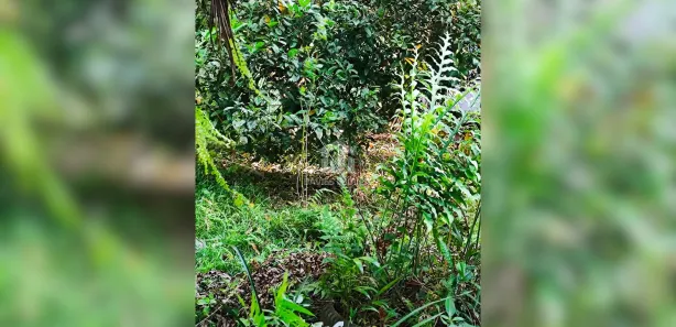 Fazenda / Sítio / Chácara com 3 Quartos à venda, 55000m² no , Campina Grande do Sul